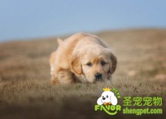 如何杀灭狗狗身上的跳蚤