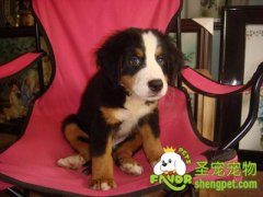 怎样训练狗狗不追咬其他动物