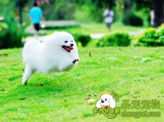 幼犬注射疫苗的注意事项