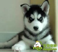 如何避免狗狗患上精神疾病