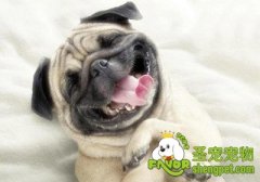 狗狗吃芒果皮过敏的治疗方法