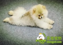 狗狗创伤的治疗方法