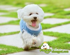 狗狗的习性有哪些