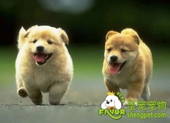 狗狗的性格培养要从小抓起