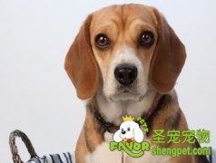 引起比格犬呕吐的原因