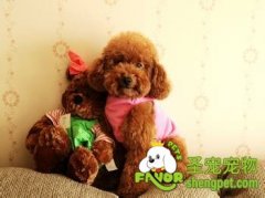 给贵宾犬剃毛的注意事项