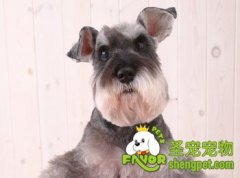 给狗狗做衣服的注意事项