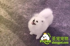 测定狗狗的智力有多高