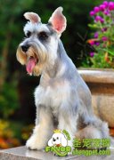 迷你雪纳瑞的体毛美容方法