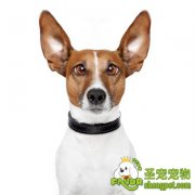 狗狗眼、耳、齿的护理方法