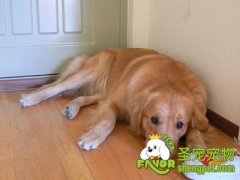 为什么狗狗要藏食物