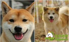 怎样区分柴犬和秋田犬