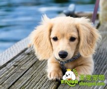 狗狗甲状腺机能亢进的治疗方法