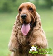 狗狗咳嗽该怎么办