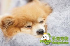 狗狗的死后如何处理