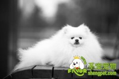 狗狗的常规生理指数明细