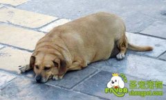 导致狗狗肥胖的原因