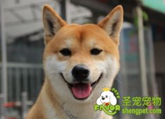 宠物主人经常会忽略的错误