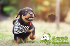 如何改掉爱犬咬人恶习