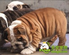 夏季英国斗牛犬中暑的治疗方法