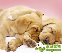 狗狗心力衰竭的治疗方法