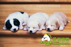 狗狗也会得空调病