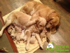 哪些狗狗容易出现胃扭转，该如何防治