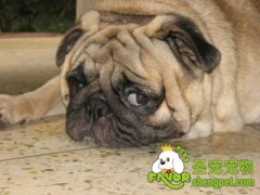 狗狗的各种心理表现