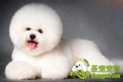 犬猫牙病的治疗方法