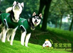 带狗狗游玩爬山需要注意什么