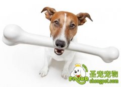 给狗狗选择磨牙棒的注意事项
