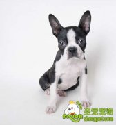 狗狗耳道该如何清洁