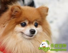 狗狗头部的清洁方法