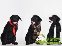 怎样让狗狗不怕去宠物医院