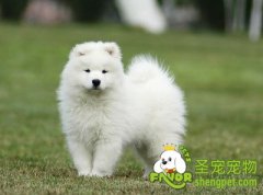 常见的狗狗耳朵疾病