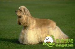 狗狗身上瘙痒的治疗方法