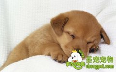 狗狗驱虫是吃药好还是打针好