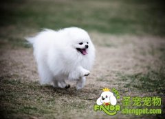 标准博美犬的美容护理方法