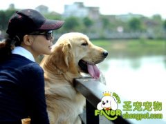 夏天怎样缓解狗狗厌食