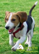 狗狗的健康护理方法