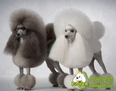 参加比赛贵宾犬的毛发护理方法