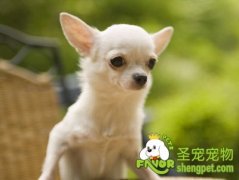 带狗狗乘坐电梯的注意事项