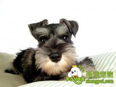 狗狗常出现的几种疾病及治疗方法