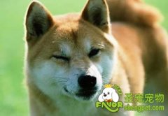 给狗狗洗脸有什么窍门