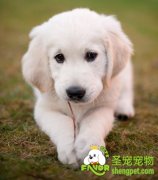 狗狗的健康诊断和治疗