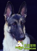 狗狗呕吐该如何治疗