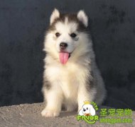 狗狗溶血性贫血的治疗方法