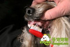 狗狗也需要刷牙