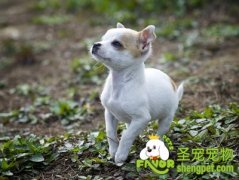 给狗狗驱虫后会出现的症状