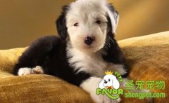 怎样改善狗狗的毛色